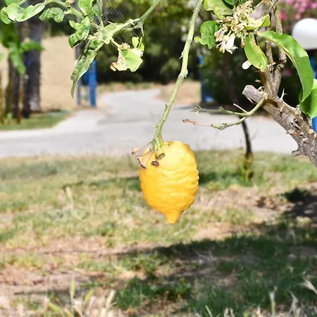 Appartamento 1-bedroom Olympia At Lambi